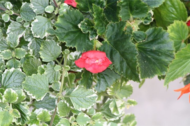 begonija